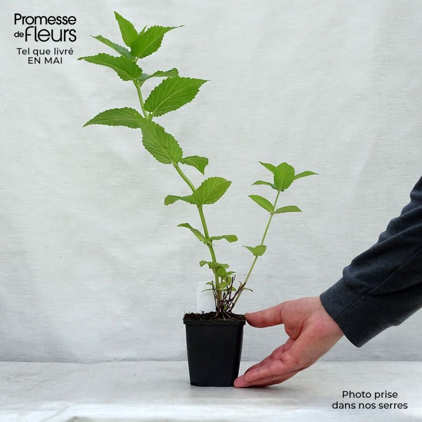 Spécimen de Nepeta subsessilis Sweet Dreams - Chataire subsessile rose Godet de 8/9 cm tel que livré au printemps