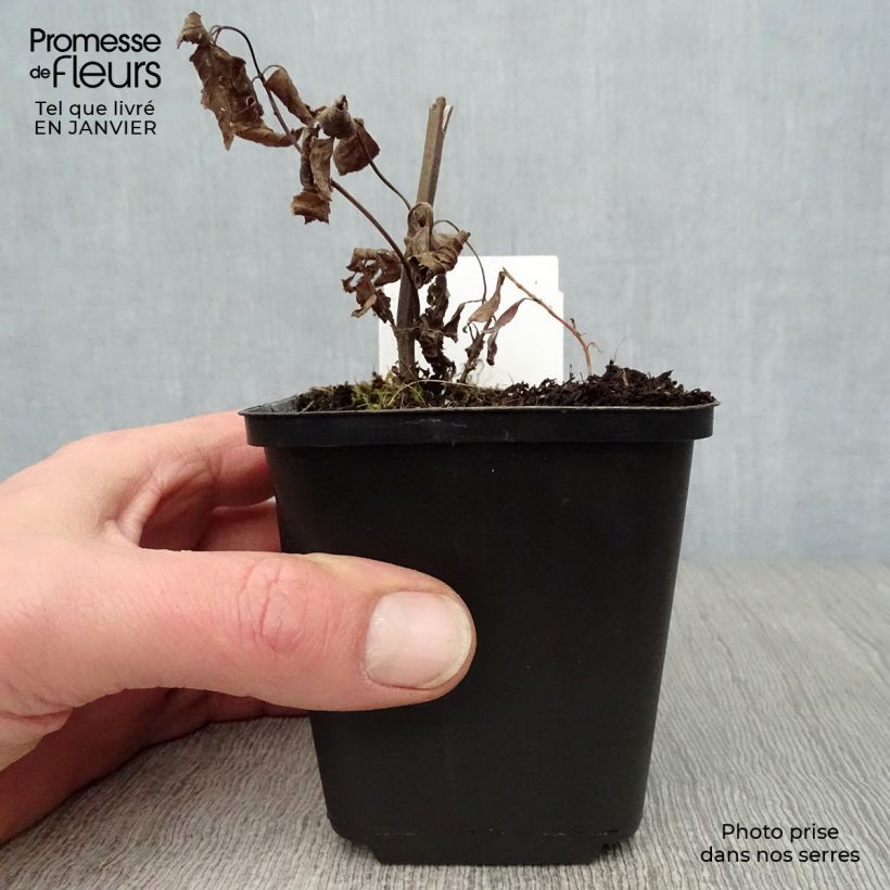 Spécimen de Nepeta subsessilis Sweet Dreams - Chataire subsessile rose Godet de 8/9 cm tel que livré en hiver