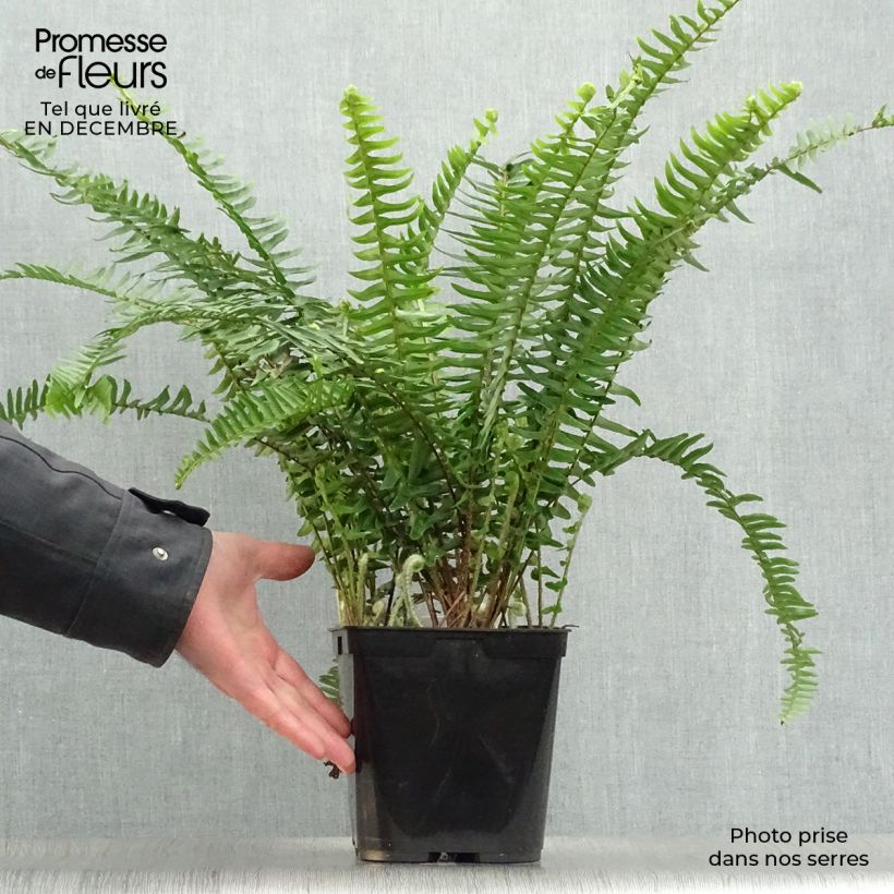 Spécimen de Nephrolepis cordifolia  Artic Jungle - Fougère de Boston rustique Pot de 2L/3L tel que livré en hiver