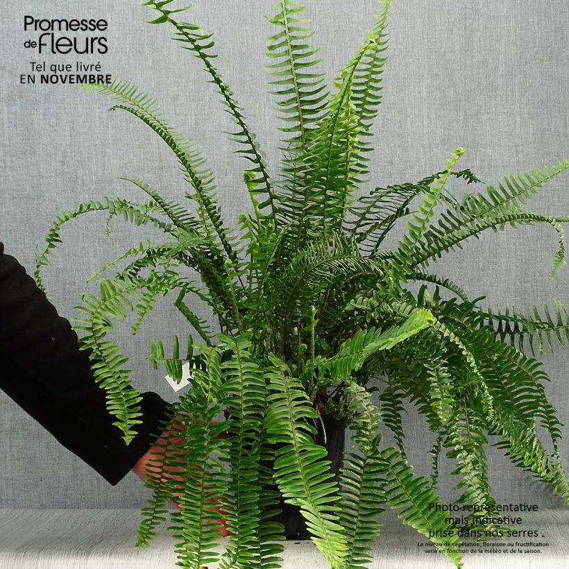Spécimen de Nephrolepis cordifolia  Artic Jungle - Fougère de Boston rustique Pot de 2L/3L tel que livré en automne
