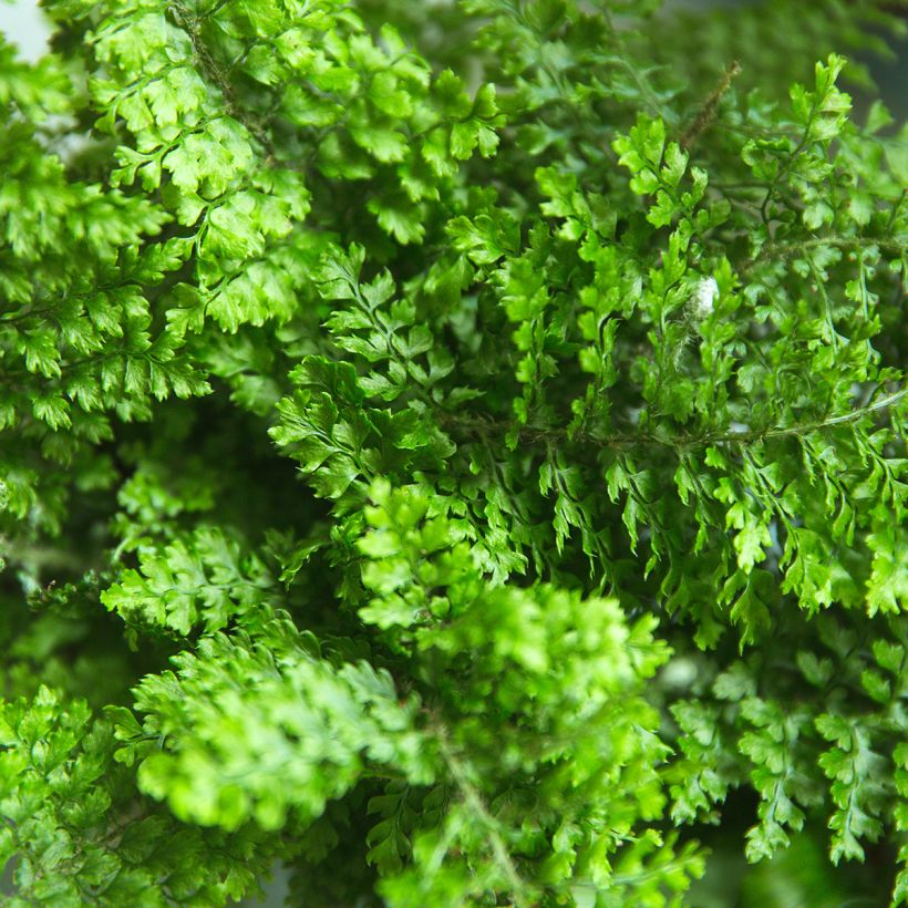 Nephrolepis exaltata Fluffy Ruffle - Fougère de Boston (Feuillage)
