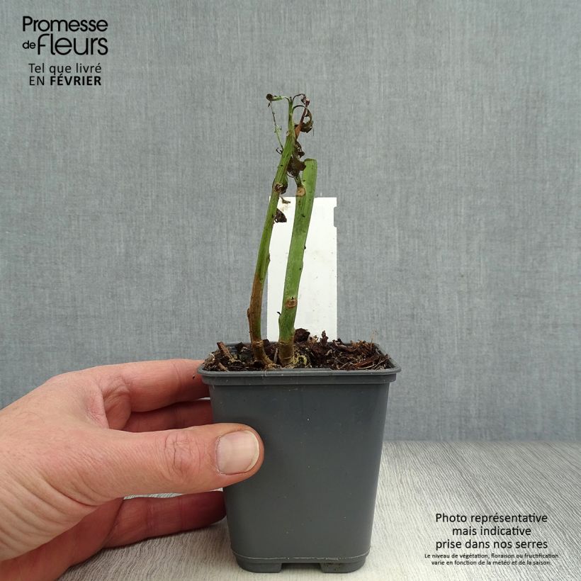 Spécimen de Nicotiana glauca - Tabac bleu, Tabac arborescent Godet de 8/9 cm tel que livré en hiver