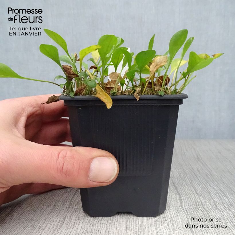 Spécimen de Nierembergia repens - Nierembergia rampant Godet de 8/9 cm tel que livré en hiver