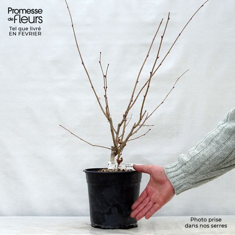 Spécimen de Corylus avellana Rode Zellernoot - Noisetier pourpre Pot de 3L/4L, Buisson tel que livré en hiver
