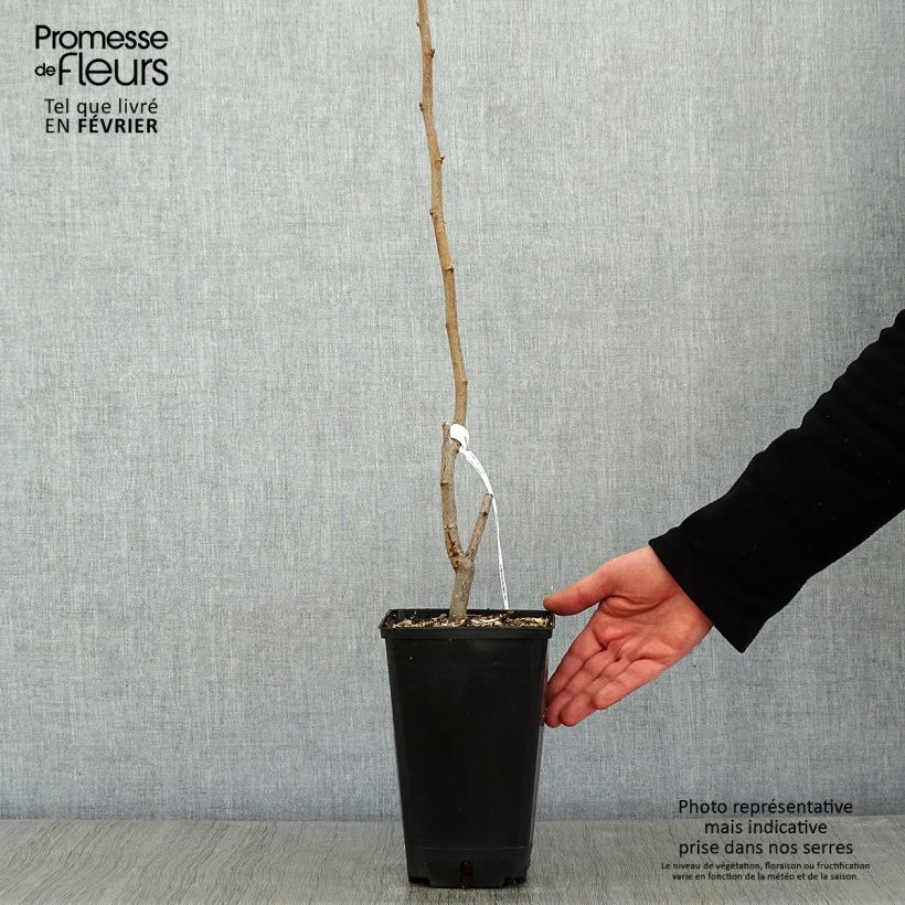 Spécimen de Noisetier commun - Corylus avellana Longue d'Espagne Pot de 3L/4L, Buisson tel que livré en hiver