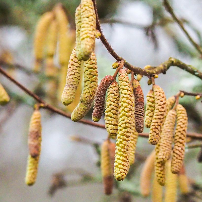 Noisetier commun - Corylus avellana Longue d'Espagne (Floraison)