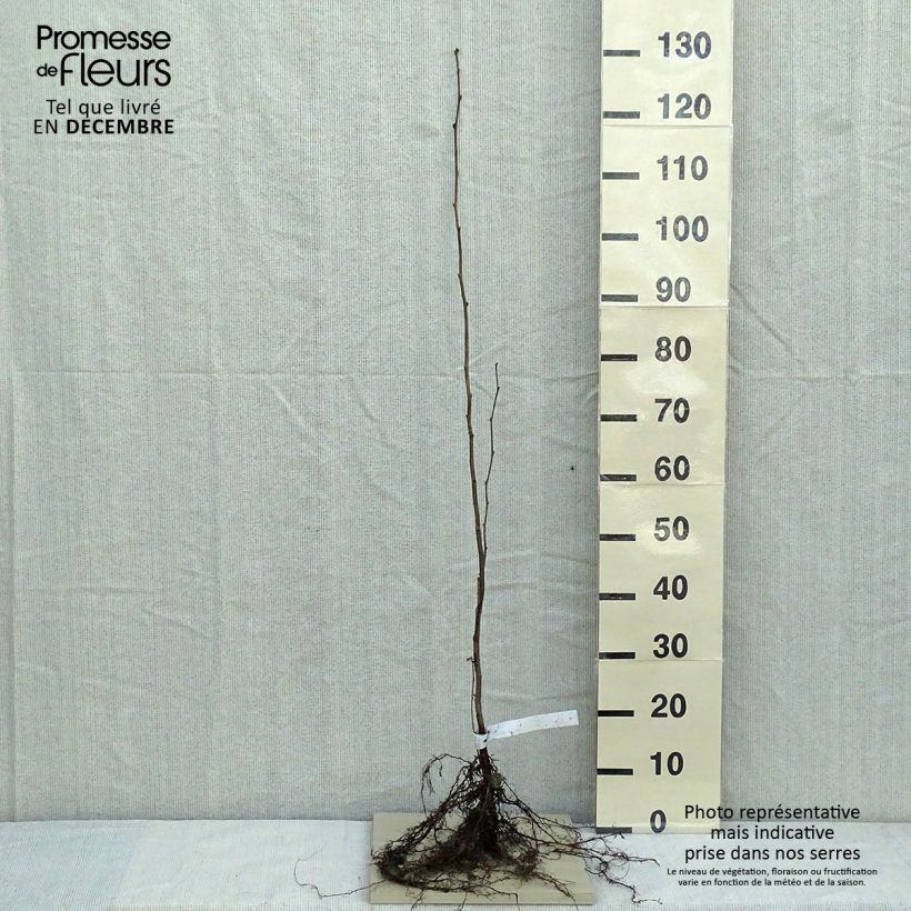 Spécimen de Noisetier commun - Corylus avellana en racines nues Racines nues tel que livré en hiver