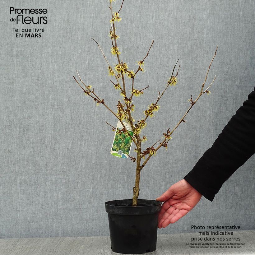 Spécimen de Hamamelis (x) intermedia Westerstede - Noisetier de sorcière Pot de 3L/4L tel que livré en hiver