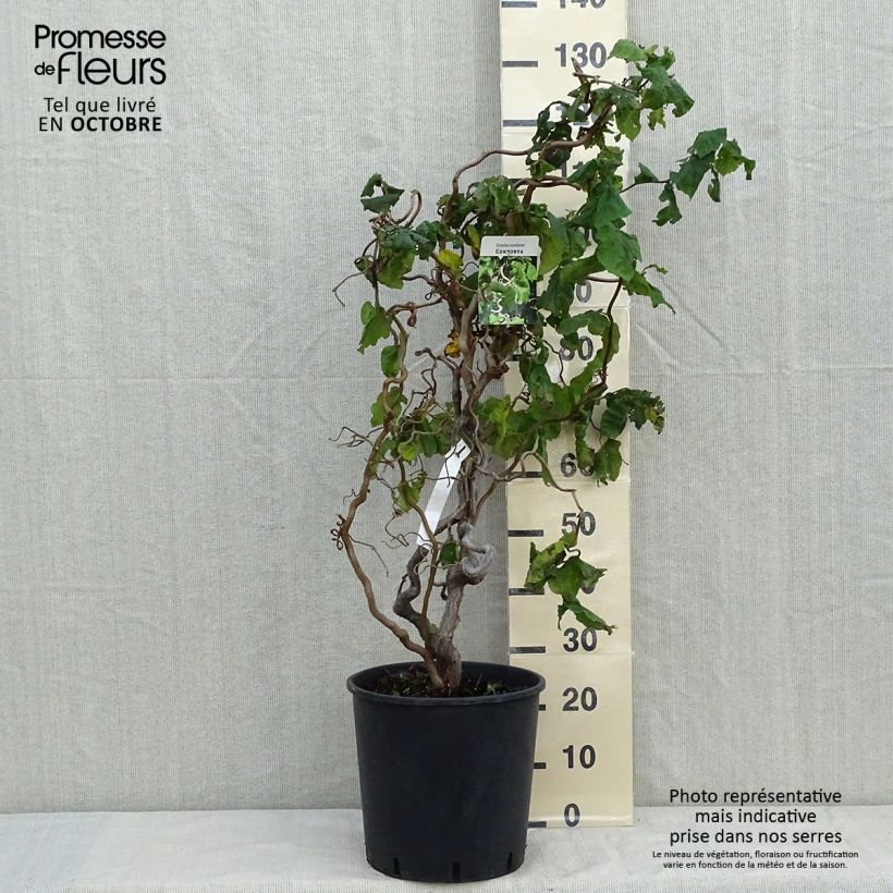 Spécimen de Noisetier tortueux - Corylus avellana Contorta Pot de 12L/15L tel que livré en automne