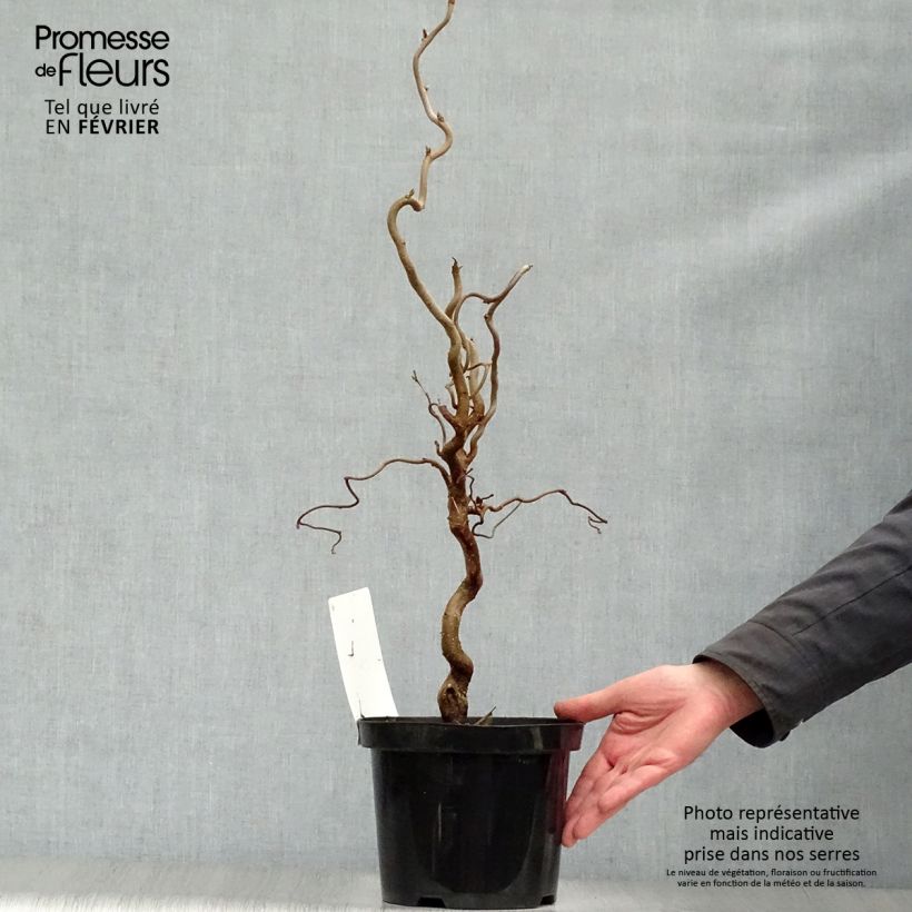 Spécimen de Noisetier tortueux - Corylus avellana Contorta Pot de 3L/4L tel que livré en hiver
