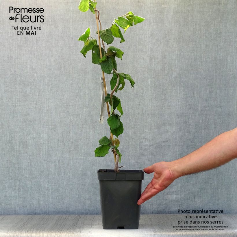 Spécimen de Noisetier tortueux - Corylus avellana Contorta Pot de 3L/4L tel que livré au printemps