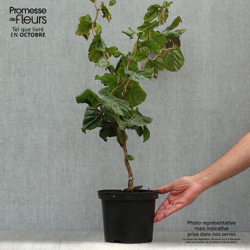Spécimen de Noisetier tortueux pourpre - Corylus avellana Red Majestic Pot de 3L/4L tel que livré en automne