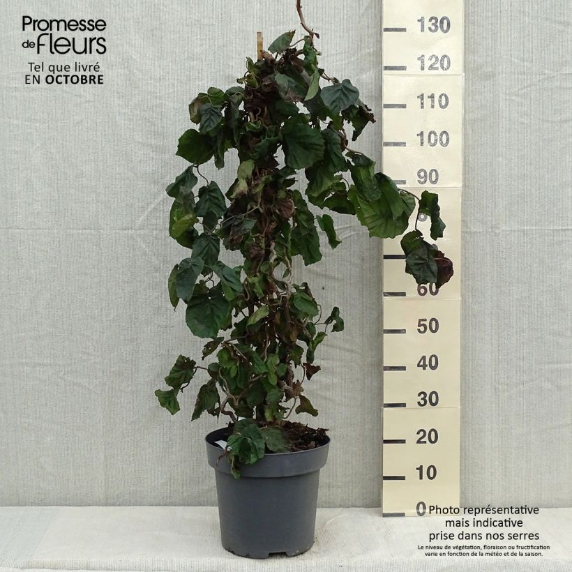 Spécimen de Noisetier tortueux pourpre - Corylus avellana Red Majestic Pot de 12L/15L tel que livré en automne