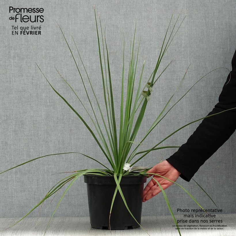 Spécimen de Nolina hibernica - Nolina La Sibirica Pot de 6L/7L tel que livré en hiver