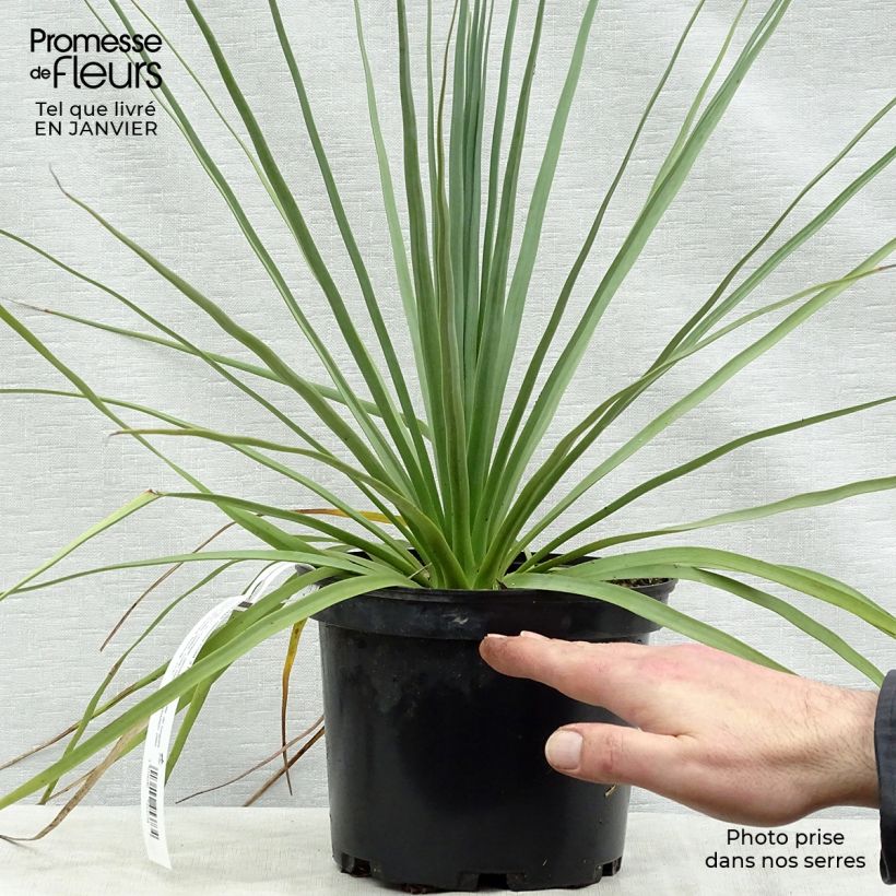 Spécimen de Nolina nelsonii - Noline bleue Pot de 3L/4L tel que livré en hiver