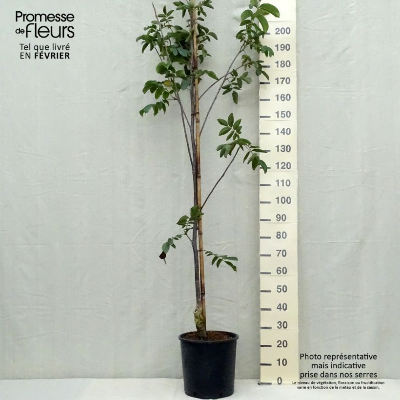 Spécimen de Noyer Franquette - Noix de Grenoble Pot de 12L/15L, Baliveau tel que livré en automne