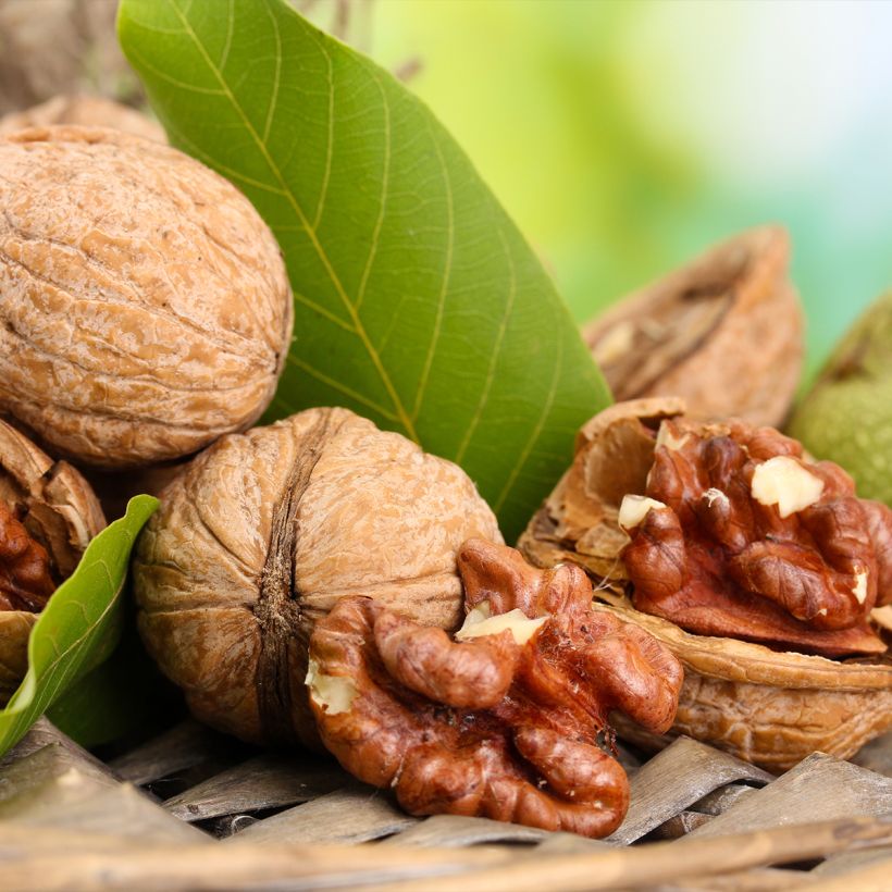 Noyer commun Esterhazy II - Juglans regia (Récolte)