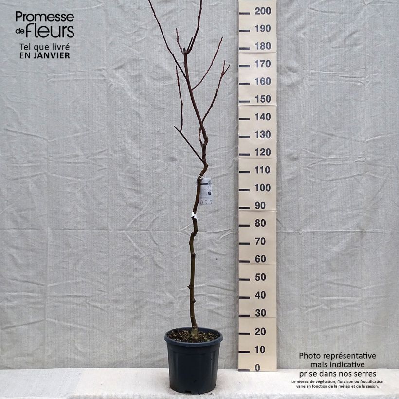 Spécimen de Noyer commun - Juglans regia Chandler Pot de 7,5L/10L, Demi-Tige tel que livré en hiver
