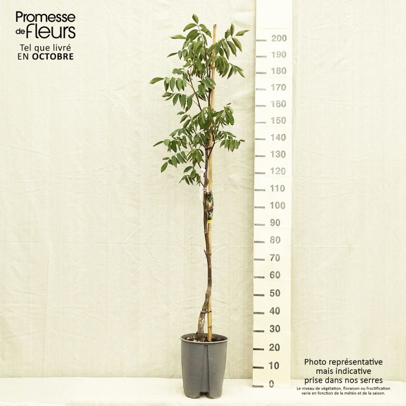 Spécimen de Noyer commun - Juglans regia Fernor Pot de 7,5L/10L, Demi-Tige tel que livré en automne