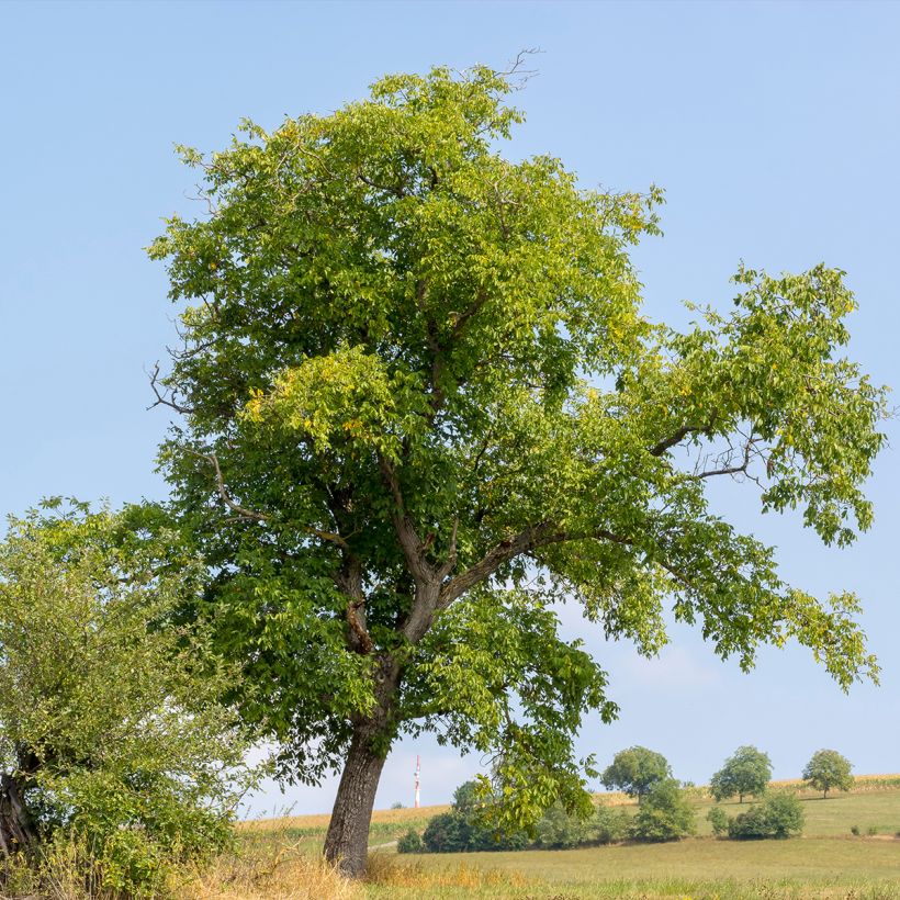 Noyer commun Weinsberg 1 - Juglans regia (Port)