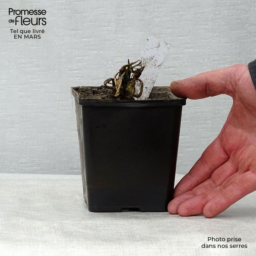 Spécimen de Nuphar lutea - Nénuphar jaune   Godet de 8/9 cm tel que livré au printemps