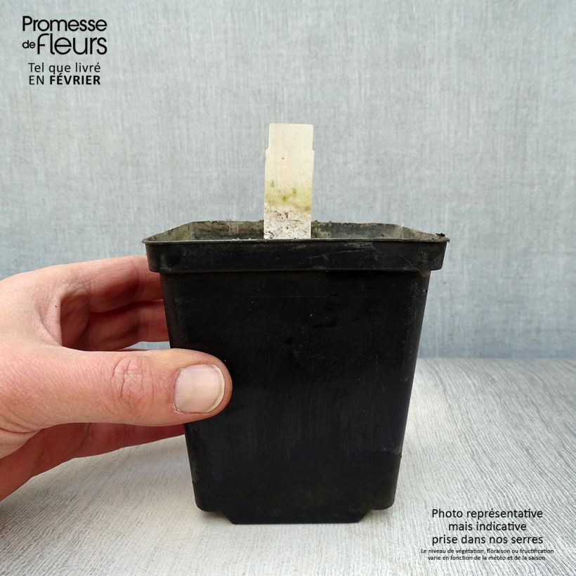 Spécimen de Nuphar lutea - Nénuphar jaune   Godet de 8/9 cm tel que livré en hiver