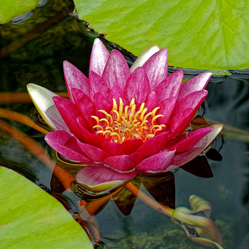 Nymphaea Attraction - Nénuphar rouge (Floraison)