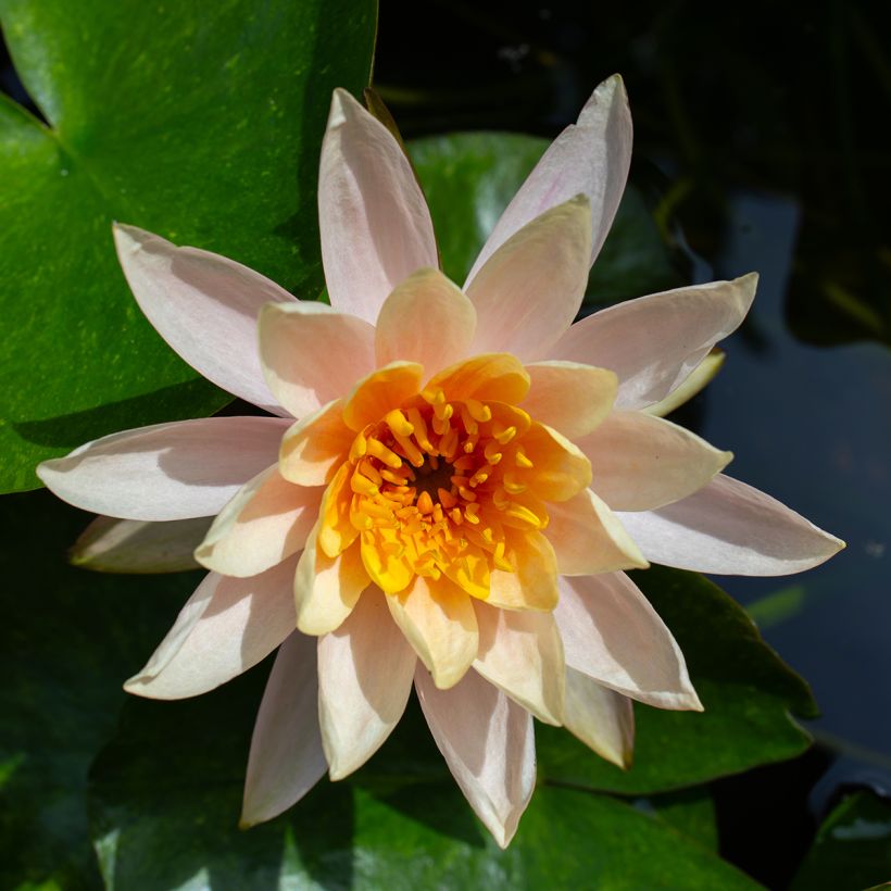 Nymphaea Aurora - Nénuphar orange (Floraison)