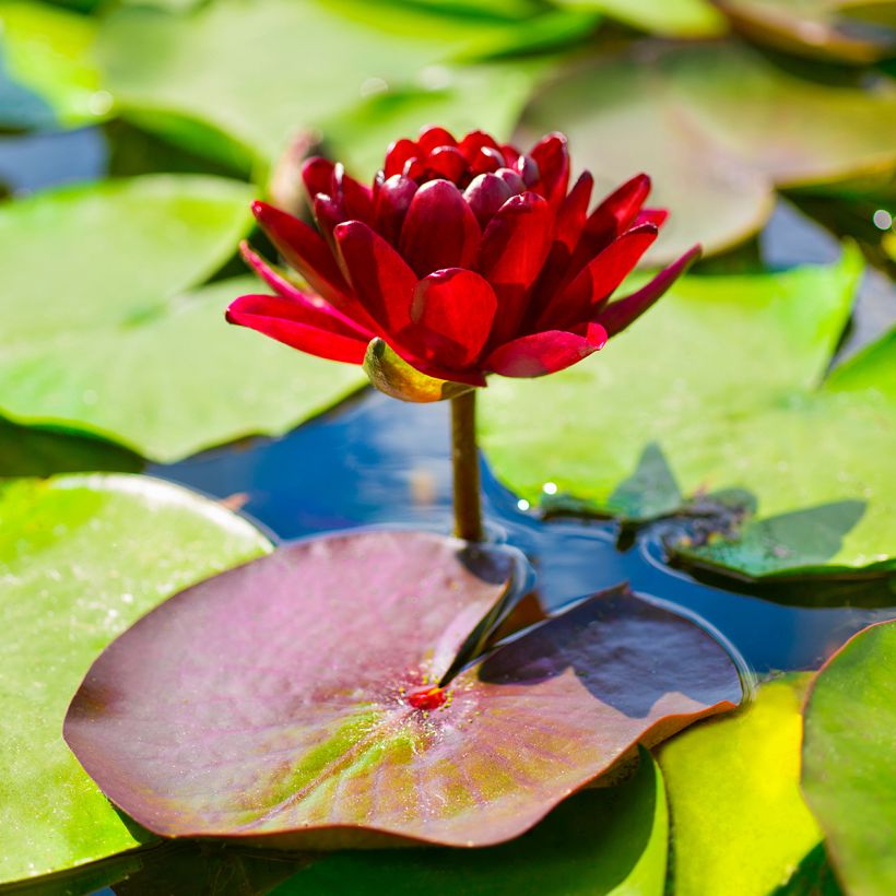 Nymphaea Black Princess - Nénuphar rustique (Floraison)