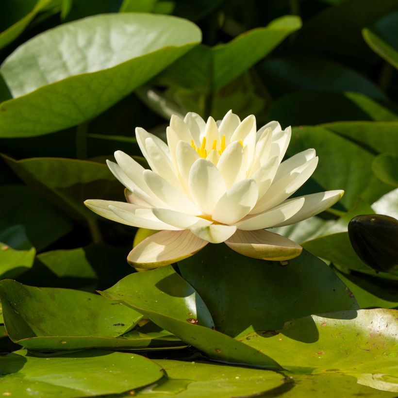 Nymphaea Denver - Nénuphar rustique fleurs doubles ivoire (Floraison)