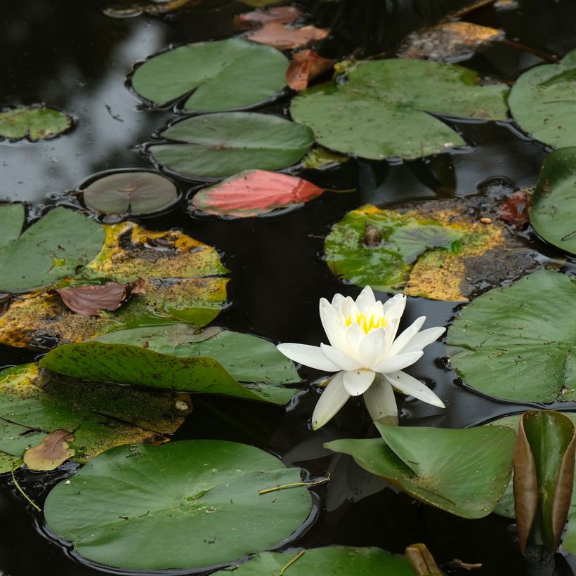Nymphaea Evelyn Stetson - Nénuphar rustique blanc (Port)