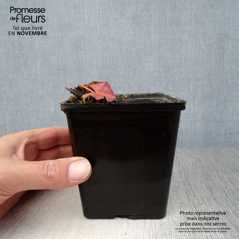 Spécimen de Nymphaea Fabiola - Nénuphar rose Godet de 8/9 cm tel que livré en automne