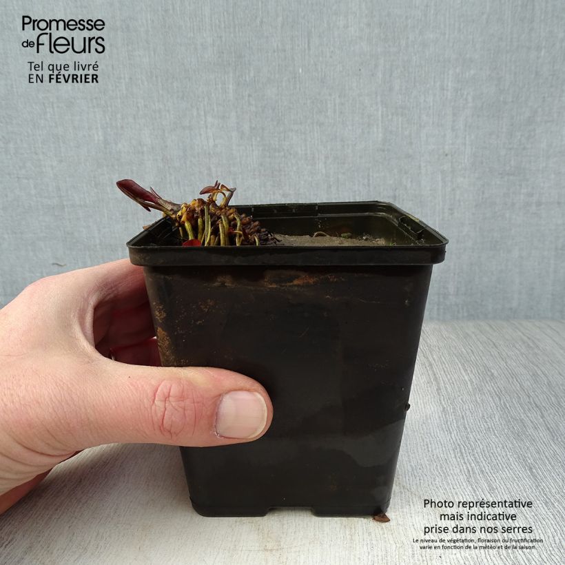 Spécimen de Nymphaea Fabiola - Nénuphar rose Godet de 8/9 cm tel que livré en hiver