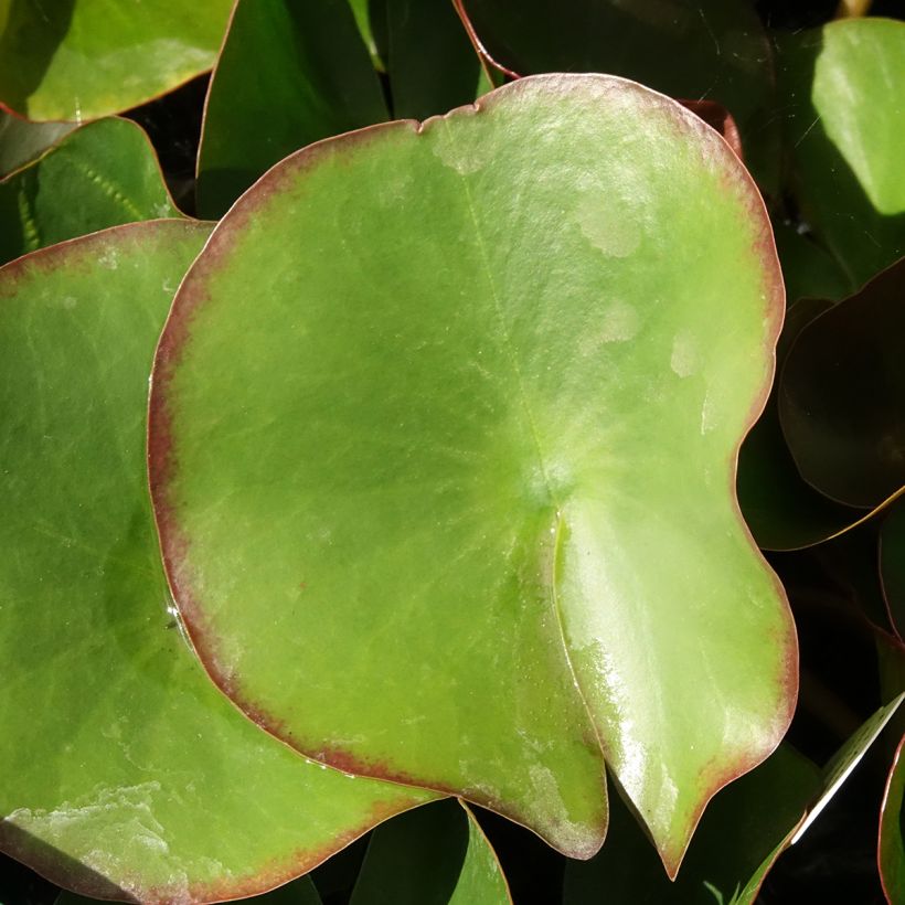 Nymphaea Fabiola - Nénuphar rose (Feuillage)
