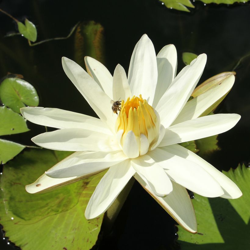 Nymphaea Hal Miller - Nénuphar blanc rustique (Floraison)