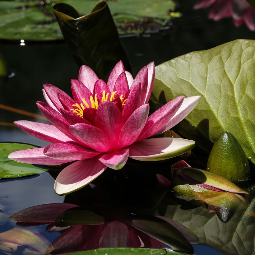 Nymphaea James Brydon - Nénuphar rustique (Floraison)
