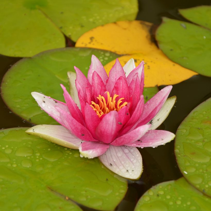 Nymphaea Jean de la Marsalle - Nénuphar rustique rouge rose (Port)