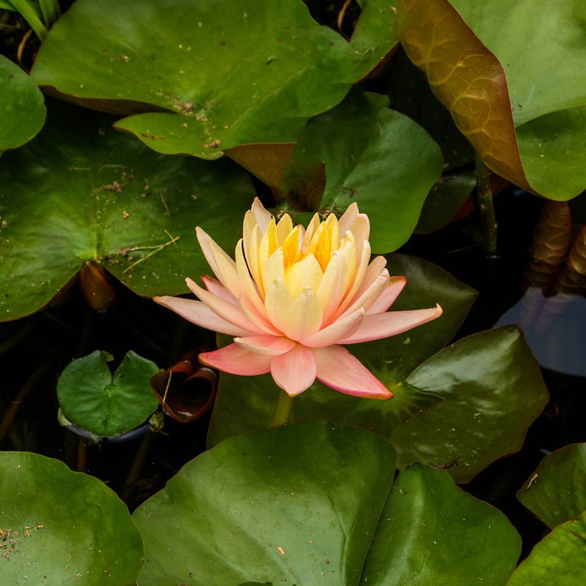 Nymphaea Mangkala Ubol - Nénuphar rustique rose saumon (Floraison)