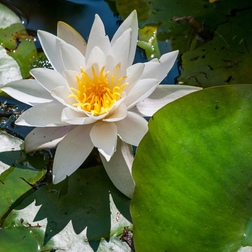 Nymphaea Marliacea Albida - Nénuphar rustique (Floraison)