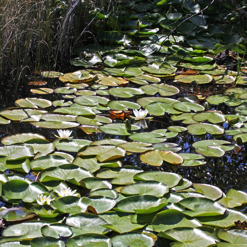 Nymphaea Marliacea Albida - Nénuphar rustique (Port)