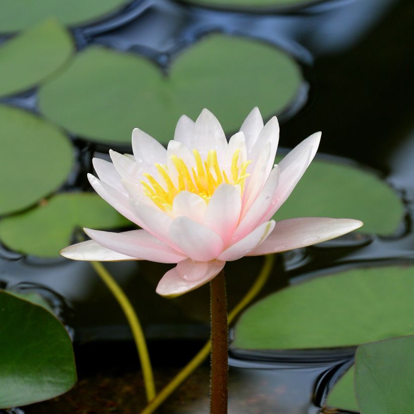 Nymphaea Marliacea Carnea - Nénuphar rustique (Floraison)