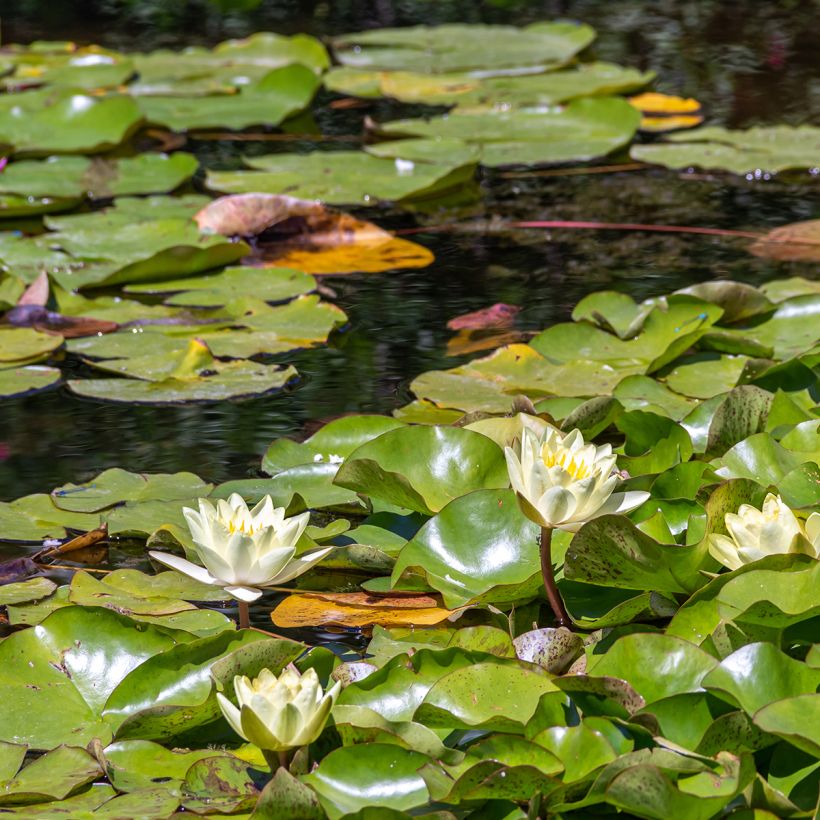 Nymphaea Marliacea Chromatella - Nénuphar rustique jaune (Port)