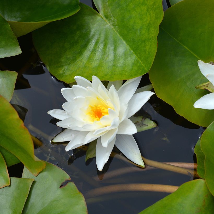 Nymphaea Perry's Double White - Nénuphar rustique (Floraison)