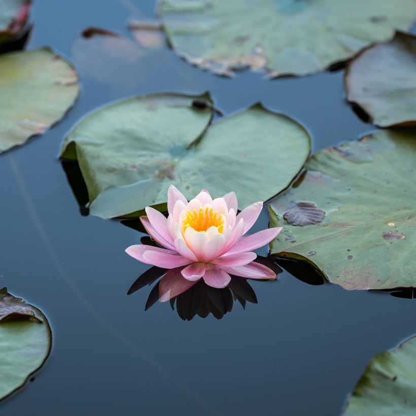 Nymphaea Ray Davies - Nénuphar rustique (Floraison)