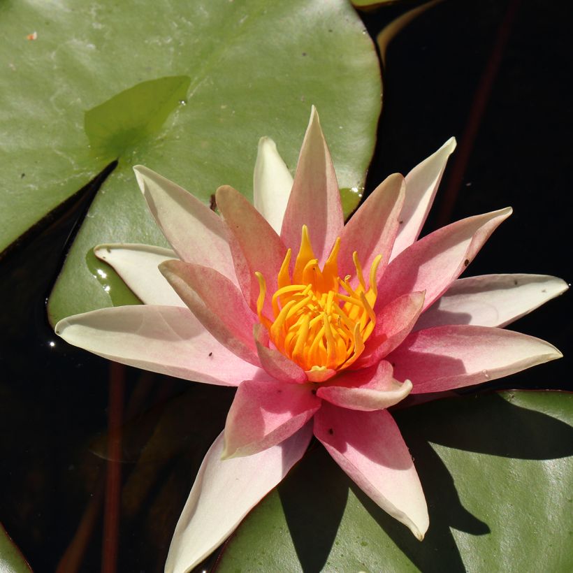 Nymphaea Sioux - Nénuphar rustique (Floraison)