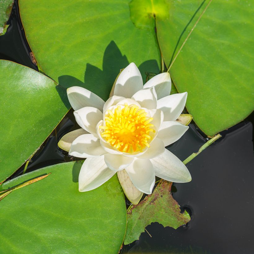 Nymphaea White Sultan - Nénuphar rustique blanc (Floraison)