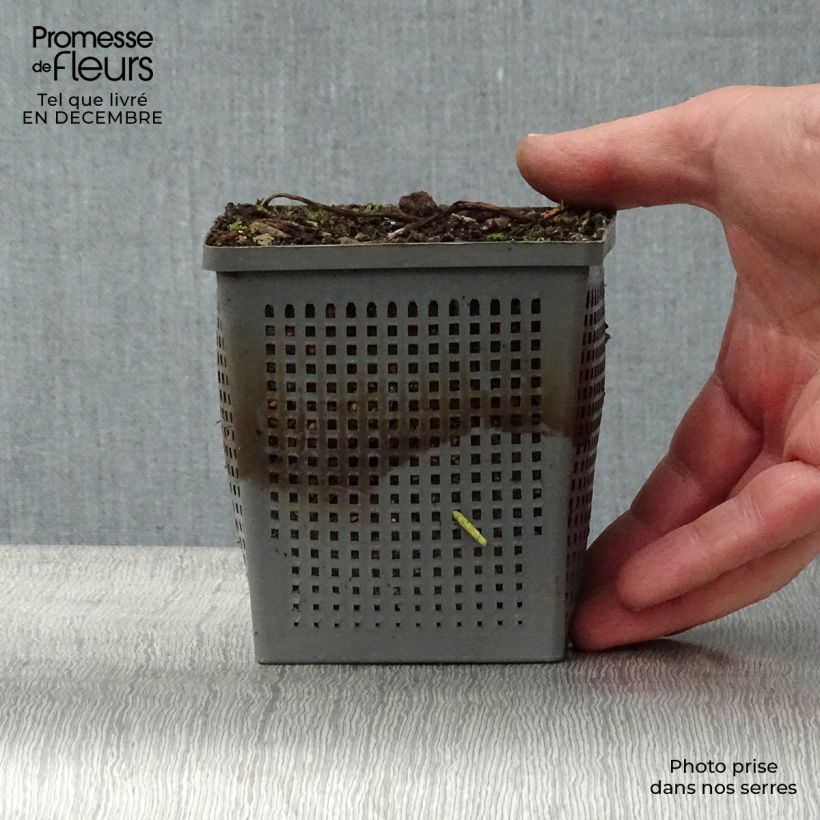 Spécimen de Nymphaea tetragona - Nénuphar nain blanc Pot de 1L/1,5L tel que livré en hiver