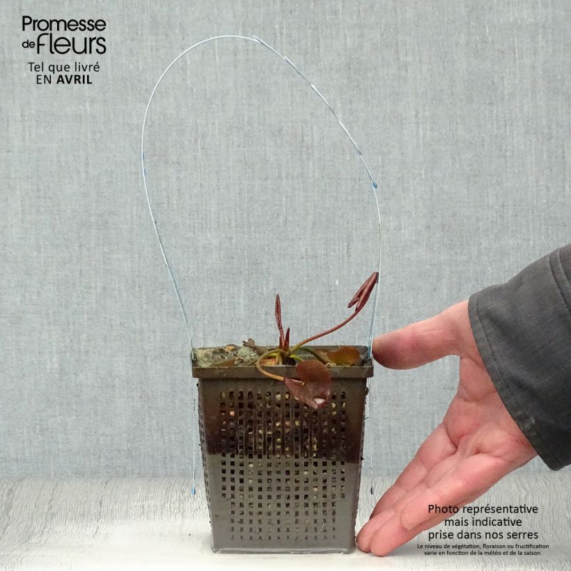 Spécimen de Nymphaea tetragona - Nénuphar nain blanc Pot de 1L/1,5L tel que livré au printemps