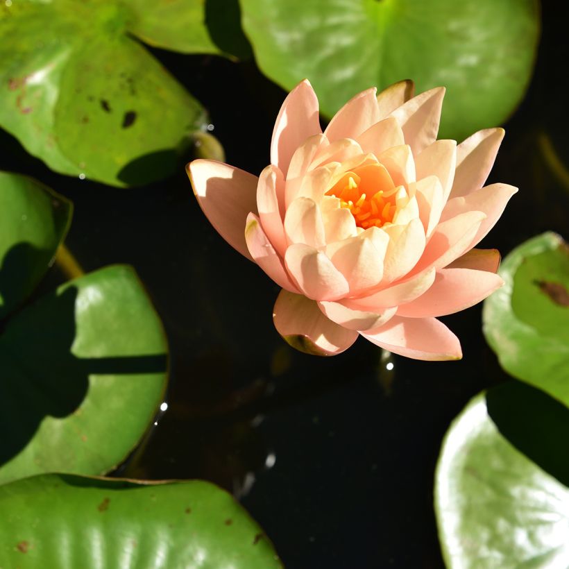 Nymphaea Clyde Ikins - Nénuphar rustique jaune cuivré (Floraison)