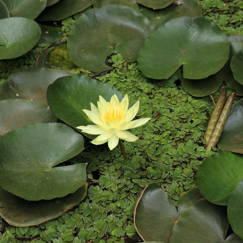 Nymphaea Pygmaea Helvola - Nénuphar nain rustique (Floraison)